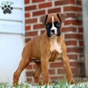 Tammy, Boxer Puppy
