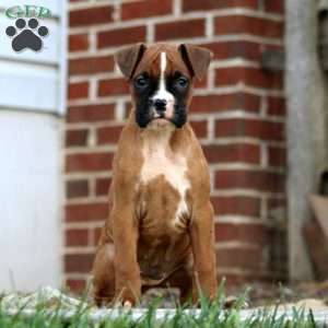 Tammy, Boxer Puppy