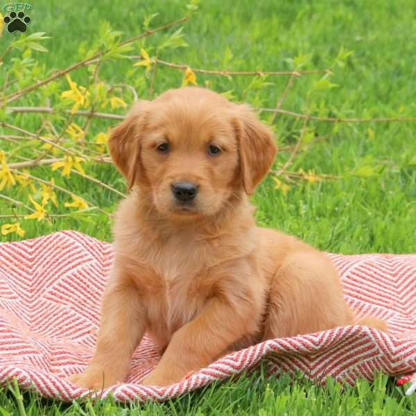 Tanner, Golden Retriever Puppy