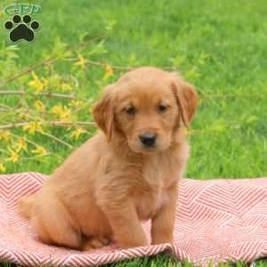 Tanner, Golden Retriever Puppy