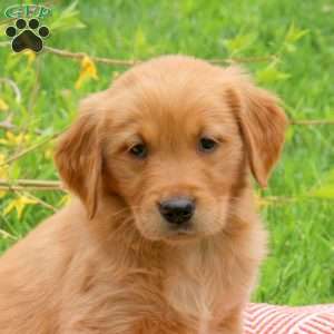 Tanner, Golden Retriever Puppy