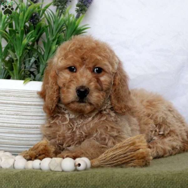 Taryn, Mini Goldendoodle Puppy