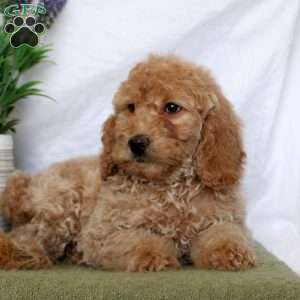 Taryn, Mini Goldendoodle Puppy