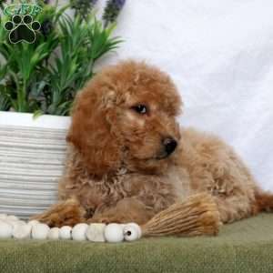 Taryn, Mini Goldendoodle Puppy