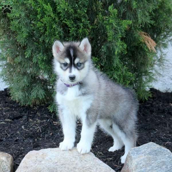 Taylor, Pomsky Puppy