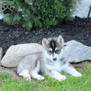 Taylor, Pomsky Puppy
