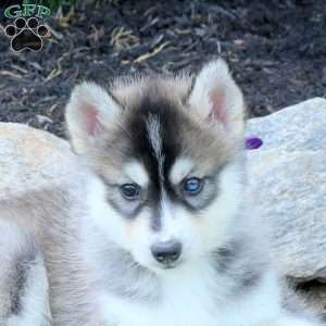 Taylor, Pomsky Puppy