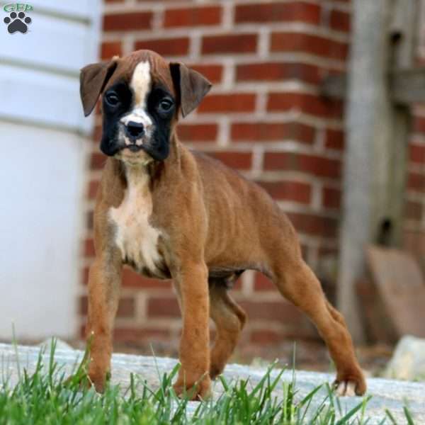 Ted, Boxer Puppy