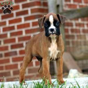 Ted, Boxer Puppy