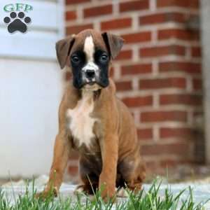 Ted, Boxer Puppy