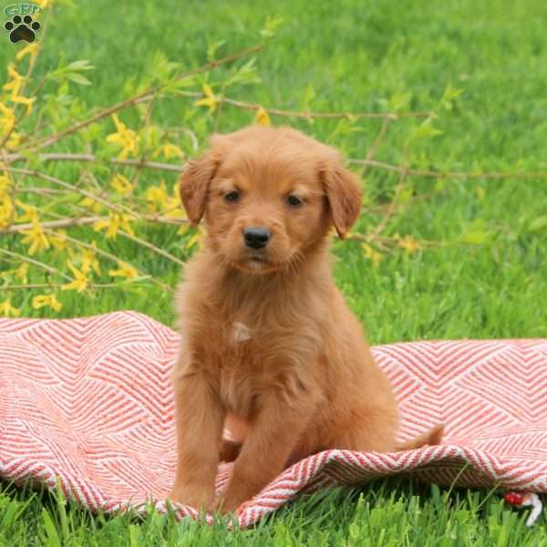 Teddy, Golden Retriever Puppy
