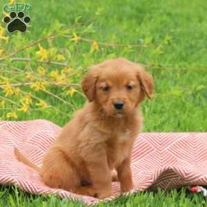 Teddy, Golden Retriever Puppy