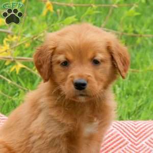 Teddy, Golden Retriever Puppy
