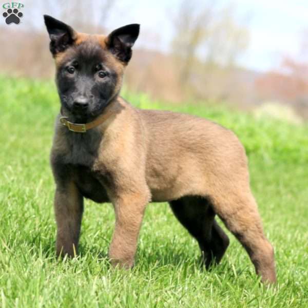 Teresa, Belgian Malinois Puppy