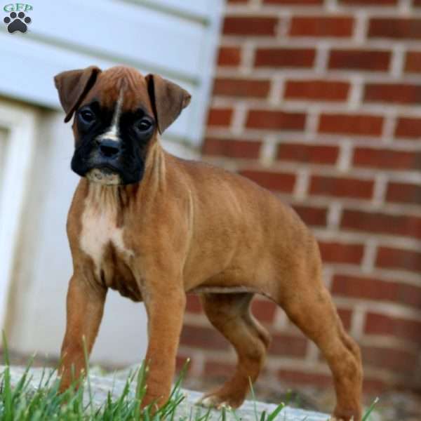 Teresa, Boxer Puppy
