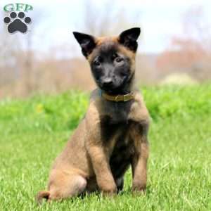 Teresa, Belgian Malinois Puppy