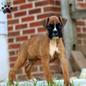 Teresa, Boxer Puppy