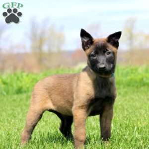 Teresa, Belgian Malinois Puppy