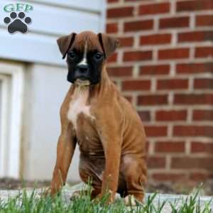 Teresa, Boxer Puppy