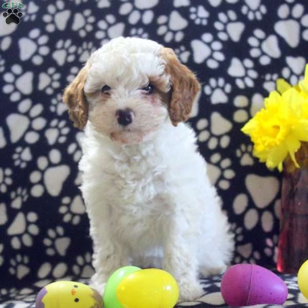 Tessa, Miniature Poodle Puppy