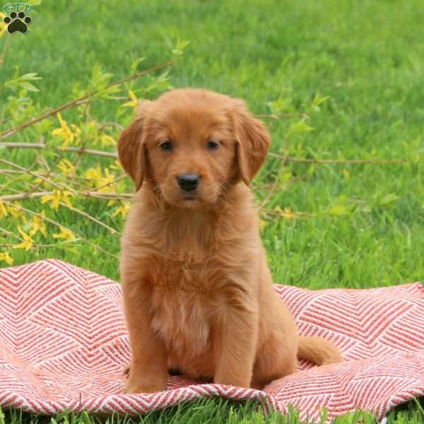 Tessa, Golden Retriever Puppy