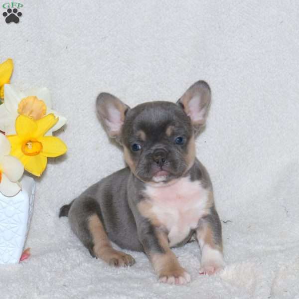 Tessa, French Bulldog Puppy