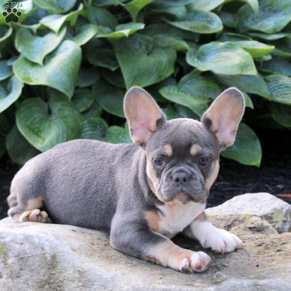 Tessa, French Bulldog Puppy