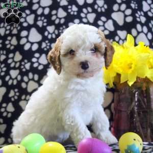 Tessa, Miniature Poodle Puppy