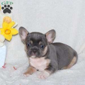 Tessa, French Bulldog Puppy