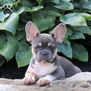 Tessa, French Bulldog Puppy