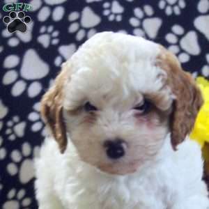 Tessa, Miniature Poodle Puppy