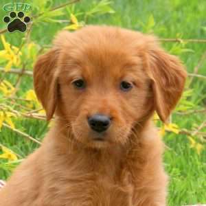 Tessa, Golden Retriever Puppy