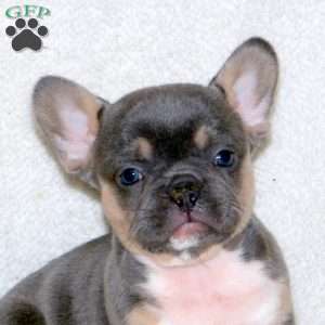 Tessa, French Bulldog Puppy