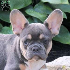 Tessa, French Bulldog Puppy