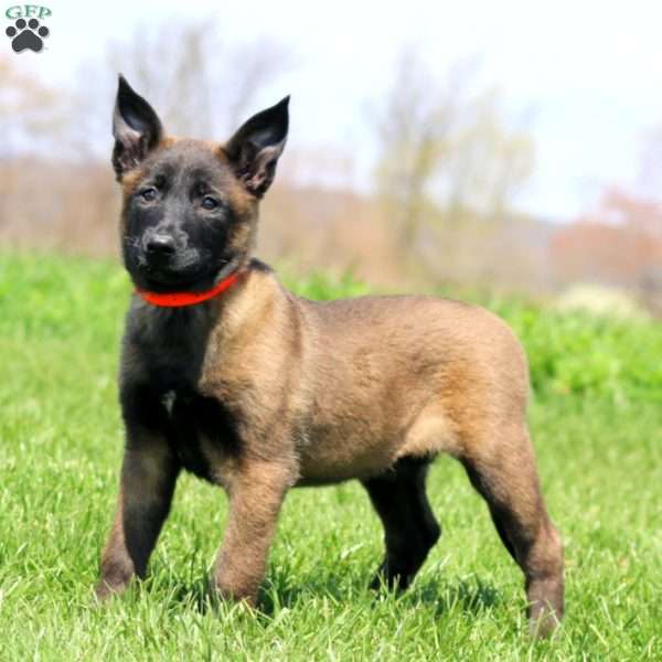 Tessa, Belgian Malinois Puppy