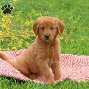 Tessa, Golden Retriever Puppy