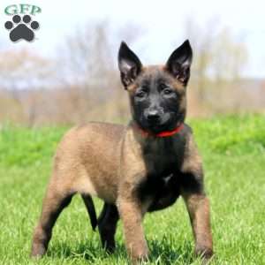 Tessa, Belgian Malinois Puppy