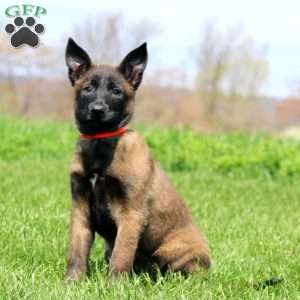 Tessa, Belgian Malinois Puppy