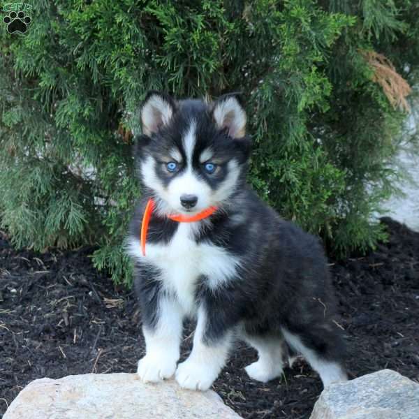 Thea, Pomsky Puppy