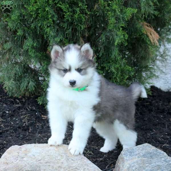 Theo, Pomsky Puppy