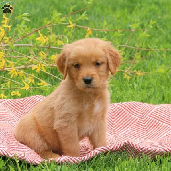 Theo, Golden Retriever Puppy