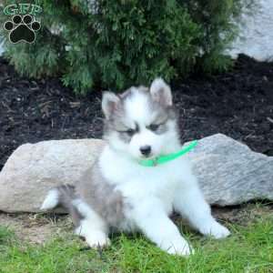 Theo, Pomsky Puppy