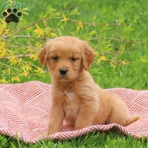 Theo, Golden Retriever Puppy
