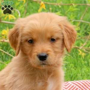 Theo, Golden Retriever Puppy