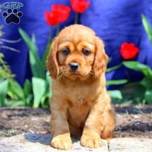 Thomas, Cavalier King Charles Spaniel Puppy