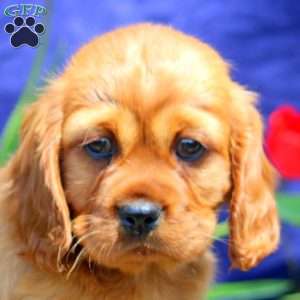 Thomas, Cavalier King Charles Spaniel Puppy