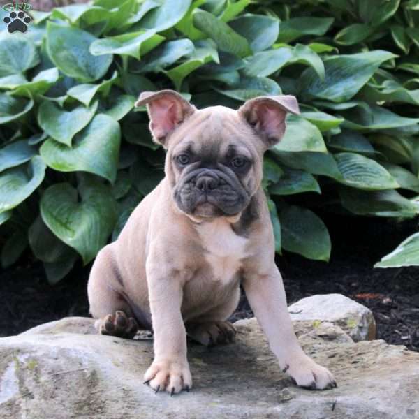 Thor, French Bulldog Puppy