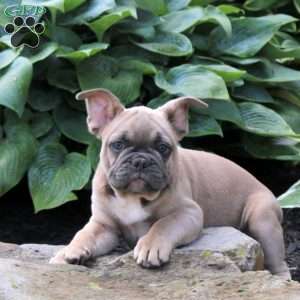 Thor, French Bulldog Puppy
