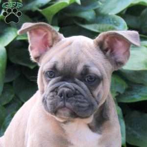 Thor, French Bulldog Puppy
