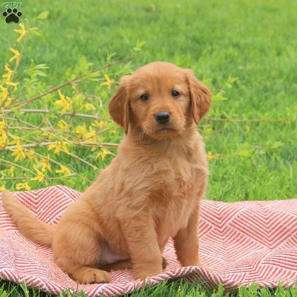 Thunder, Golden Retriever Puppy